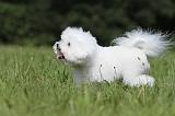 BICHON FRISE 451